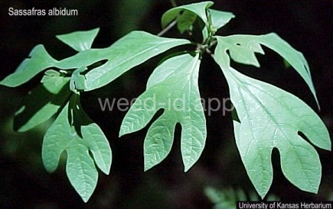 sassafras
